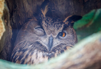 A brown owl with one eye closed and one eye open is sitting in a tree