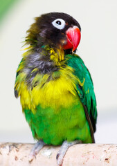 Fototapeta premium A green and yellow parrot is perched on a branch
