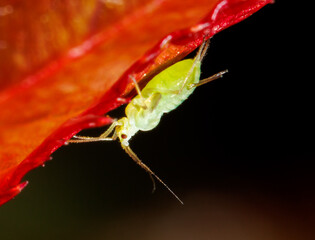 Aphids on a plant on a black background.