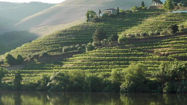 Early morning light on vineyards in the Douro River, Portugal