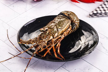 Raw wild fresh spiny lobster