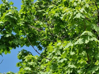 Green leaves of a tree in the forest. Plant name is Acer platanoides.