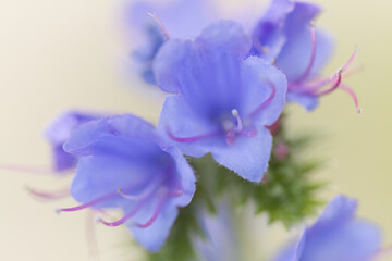 close up purple flowers and violet pollen pistils, blue flowers, violet petals, pink pollen...