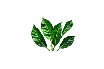 Obraz premium Curry Leaves Fresh PNG - 1
