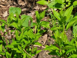 Closeup shot of green plant. Plant name is Hydrangea paniculata 