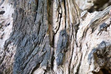Ancient oak bark texture. Detailed view of weathered oak bark featuring deep fissures and varied wood grain patterns—ideal for rustic backgrounds, nature textures, and forestry-themed projects.