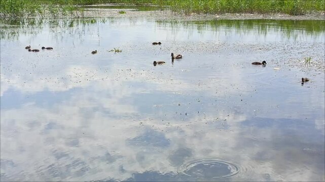 Ducks and ducklings swim in the river and get food. Nutrition and reproduction of ducks in the wild.