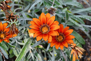 ガザニア　Treasure Flower