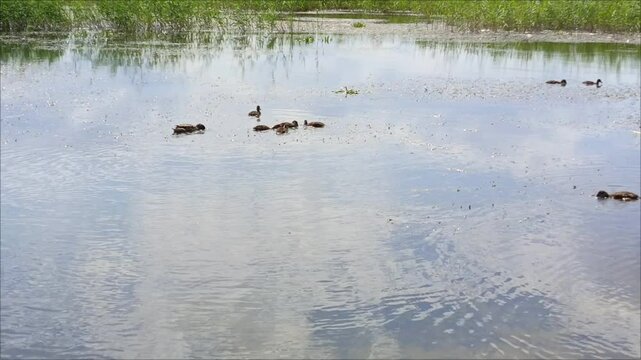 Ducks and ducklings swim in the river and get food. Nutrition and reproduction of ducks in the wild.
