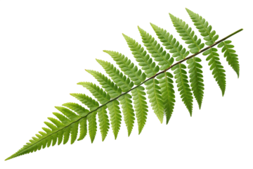 Lush Fern Plant Care & Gardening Tips