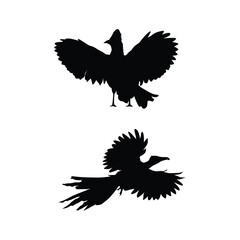 set of Roadrunner Bird black silhouettes illustration on whtie background vol 03