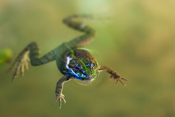 Close-up view of a green frog (Pelophylax sp.) swimming under the water surface.
