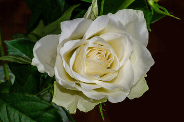 Weisse Rose