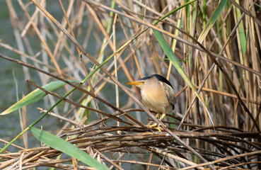Little bittern, Ixobrychus minutus. A male bird sits in a reed thicket on a riverbank