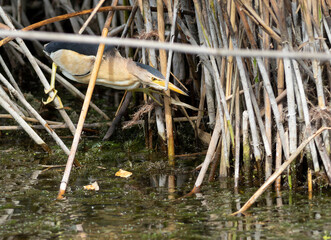 Little bittern. The bird is looking intently into the waters of the river, waiting for prey