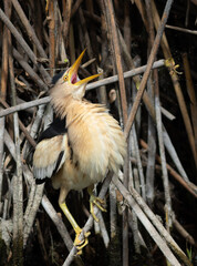 Little bittern, Ixobrychus minutus. The male bird cries out, looking up