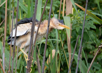 Little bittern, Ixobrychus minutus. A male bird shakes his feathers while sitting in a reed thicket