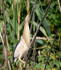 Little bittern, Ixobrychus minutus. The male bird stretched out his neck, lurking
