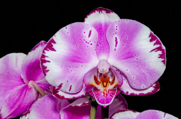Orchidee