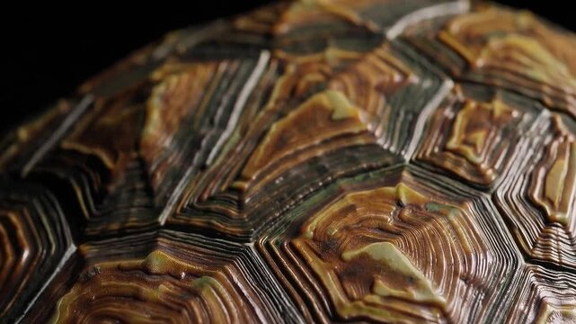 Detailed and textured closeup of a turtle shells scutes, displaying unique patterns.
