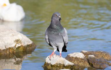 pigeon, bird, nature, jay, wildlife, blue, animal, wild, beak, branch, tree, blue jay, feather, white, woodpecker, birds, kingfisher, black, kookaburra, garrulus glandarius, great, feathers, wing, per