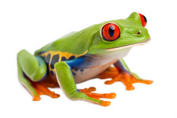 Vibrant Red-Eyed Tree Frog Close-up Photography of Amphibian