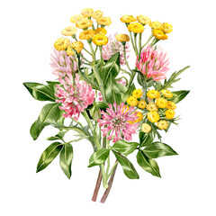 Hand drawn Little bouquet with pink Clover and Yellow Tansy