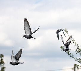 Three pigeons flying in the sky
