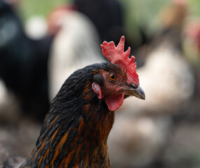 A chicken with a red head and black and brown feathers