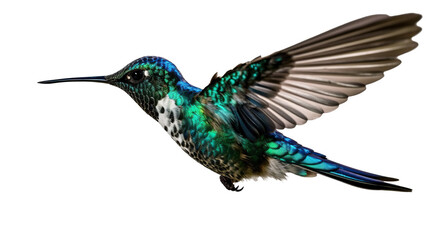 Fototapeta premium A colorful hummingbird flying flapping its wings isolated on transparent background. PNG