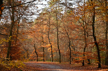 Colorful Autumn Forest Path with Golden Leaves and Sunlight
