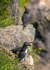 A pair of Razorbills resting on a rocky coastline at South Stack, Anglesey.