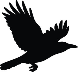 Silhouette raven flying with open wings Vector illustration