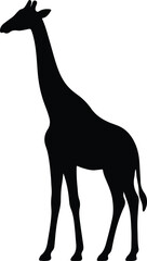 Silhouette standing giraffe isolated wildlife African animal Vector illustration