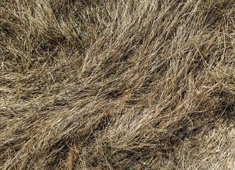 Old dried grass in the autumn forest. Texture of couch grass and other herbs.