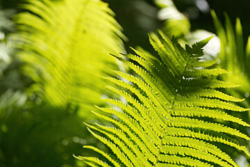 bright green leaf in the sunshine, green fern leaves glowing in the sun, large leaf in bright...
