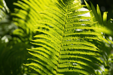 bright green leaves in the sunshine, green fern in the sun, large leaf  in bright sunshine, dark...