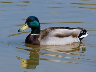 Closeup of a male mallard duck swimming in a lake, canard colvert. tranquil water surface, capturing a serene moment in nature, perfect for wildlife and birdwatching.