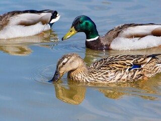 Closeup of a male mallard duck swimming in a lake, canard colvert. tranquil water surface, capturing a serene moment in nature, perfect for wildlife and birdwatching.