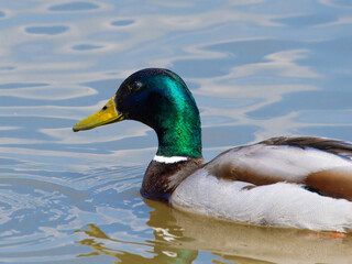 Closeup of a male mallard duck swimming in a lake, canard colvert. tranquil water surface, capturing a serene moment in nature, perfect for wildlife and birdwatching.