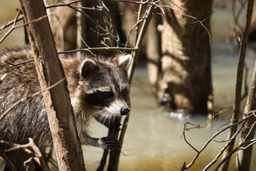 A raccoon crouches by the swamp’s edge, weary of impending danger © Alexandros