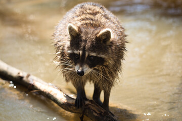A raccoon crouches by the swamp’s edge, weary of impending danger