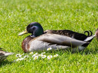 Closeup of a male mallard duck swimming in a lake, canard colvert. tranquil water surface, capturing a serene moment in nature, perfect for wildlife and birdwatching.