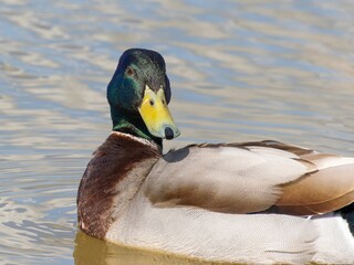 Closeup of a male mallard duck swimming in a lake, canard colvert. tranquil water surface, capturing a serene moment in nature, perfect for wildlife and birdwatching.