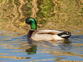 Closeup of a male mallard duck swimming in a lake, canard colvert. tranquil water surface, capturing a serene moment in nature, perfect for wildlife and birdwatching.