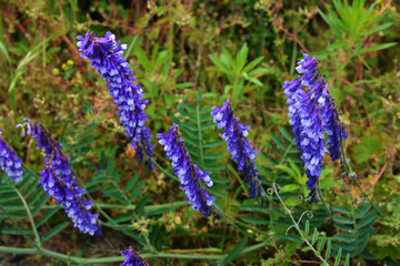 Vicia villosa flower, known as the hairy vetch, fodder vetch or winter vetch