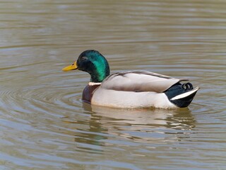 Closeup of a male mallard duck swimming in a lake, canard colvert. tranquil water surface, capturing a serene moment in nature, perfect for wildlife and birdwatching.