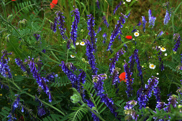 Vicia villosa flower, known as the hairy vetch, fodder vetch or winter vetch