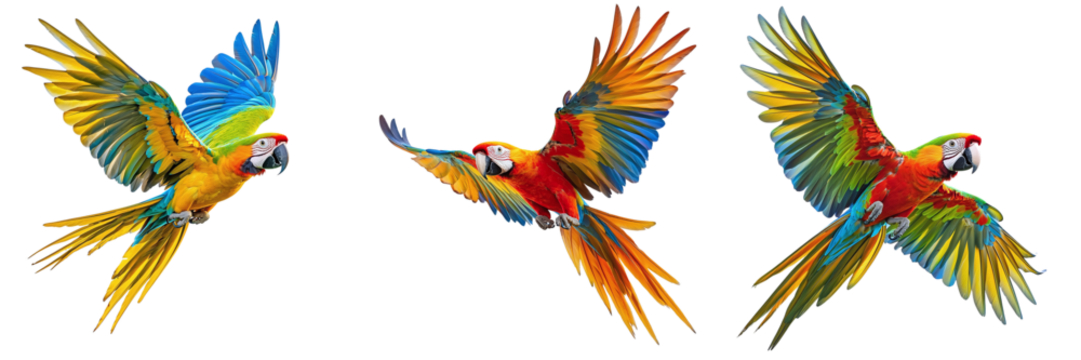 Tropical flying parrots set isolated on transparent background PNG