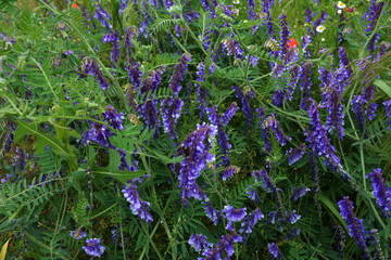 Vicia villosa flower, known as the hairy vetch, fodder vetch or winter vetch